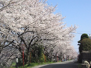 桜トンネル